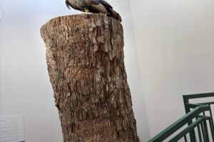IMG_0616-800x600