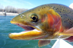 ODNR plans to stock ponds with Rainbow Trout